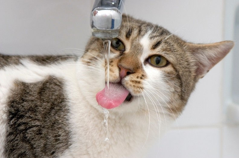 A tabby cat drinks water from a tap, tongue extended.