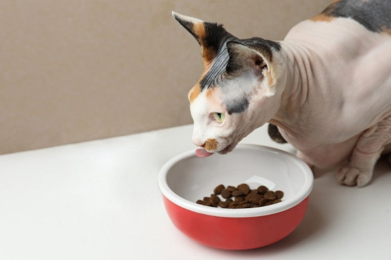 Hairless cat with multicolored patches eating from a red and white bowl of kibble on a white table.