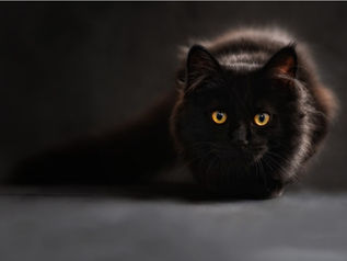 A black cat with yellow eyes.