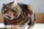 Cat eating and licking its lips.