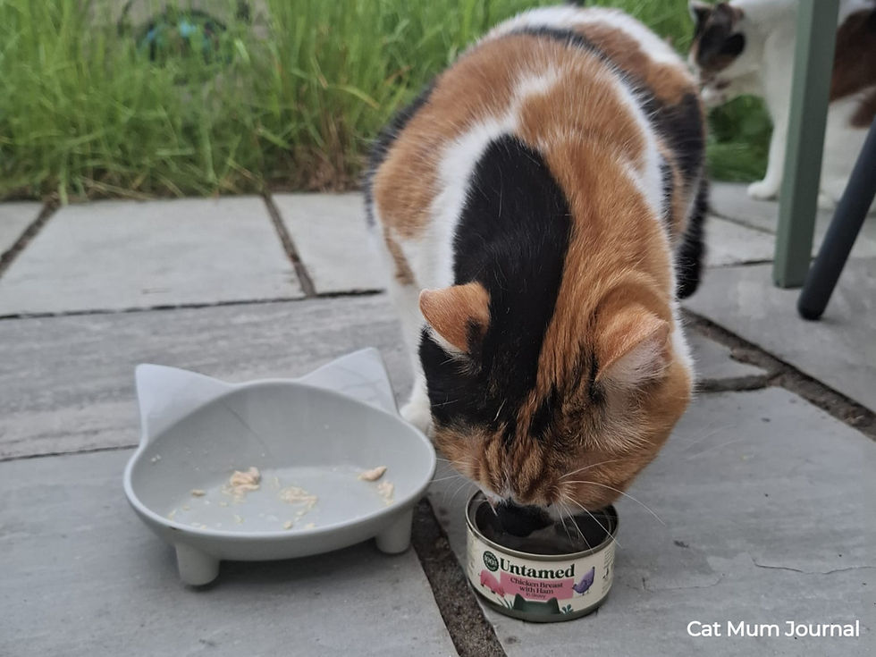 Calico cat eats from a tin of Untamed cat food beside a gray bowl on a patio.