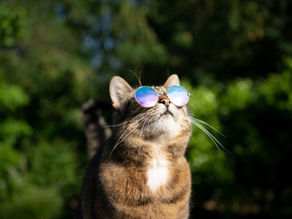 Cat wearing sunglasses.