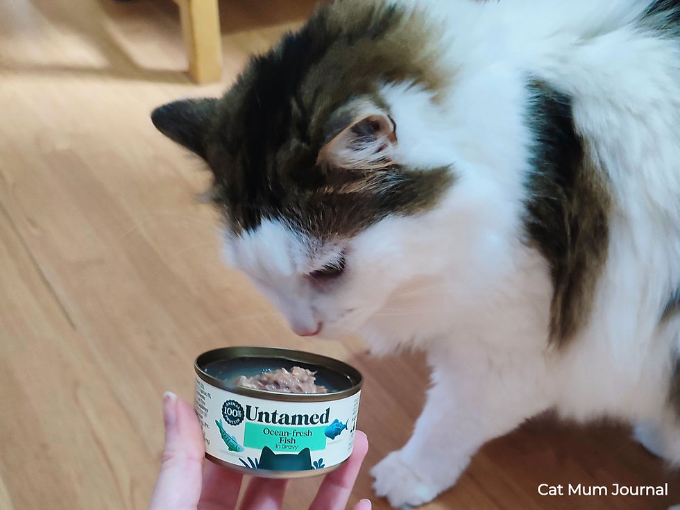 Fluffy white-and-tabby cat sniffs an open Untamed Ocean-fresh Fish in Gravy tin.