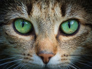 Tabby cat with green eyes.