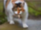 Calico cat with orange, black and white fur carries a mouse in its mouth, walking on a stone path.