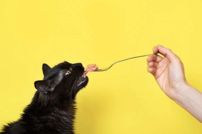 Cat eating raw meat off a spoon.