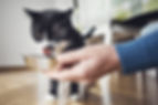 Tuxedo cat licking from a metal bowl held by a hand in a blue sweater.