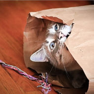 Cat playing in a paper bag.