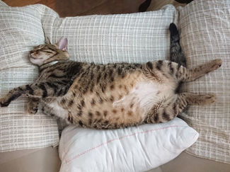 Tabby cat sleeping on its back on a white couch.