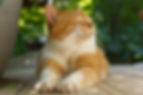 Cat lying outside in the sun.