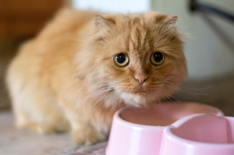 Cat eating out of a bowl.