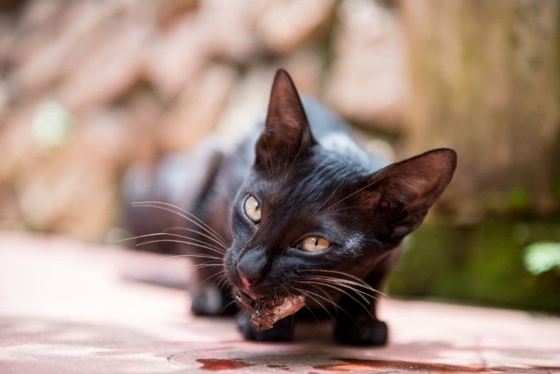 Cat eating a mouse.