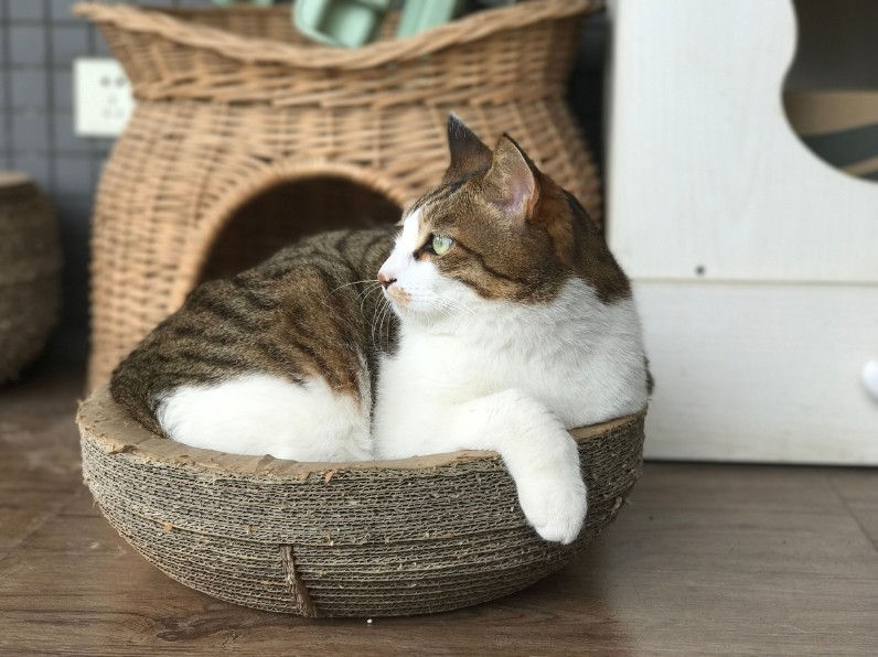 Tabby cat lounging in a round, corrugated cardboard basket on a wooden floor.