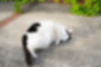 A black-and-white cat lies on a concrete path.