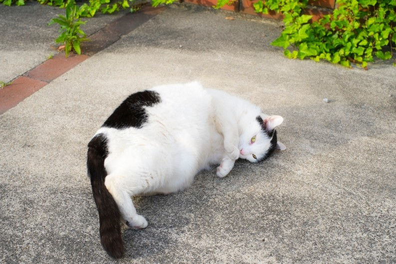 A black-and-white cat lies on a concrete path.