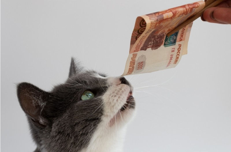 Cat sniffing a pound note.