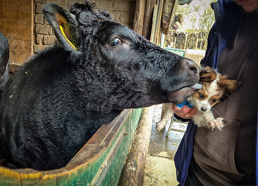 20260401 Bjame Kuh.jpeg