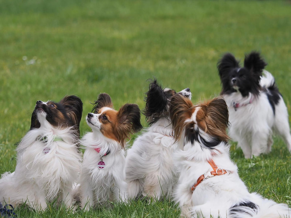 Ein Haufen Papillons