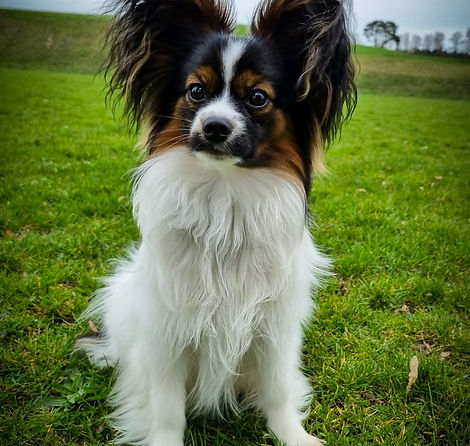 Ferox Frontansicht.jpg