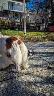 Bernard ist hinter Ginger versteckt und schaut etwas an ihr vorbei. 