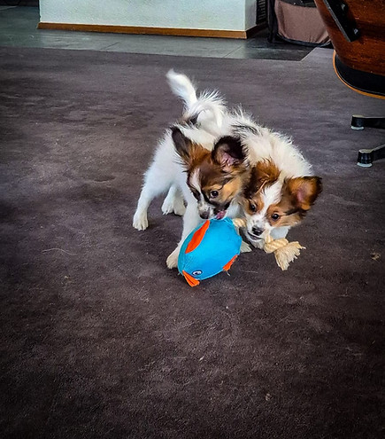 20260402 Bjame und Bianca beim Spielen.jpeg