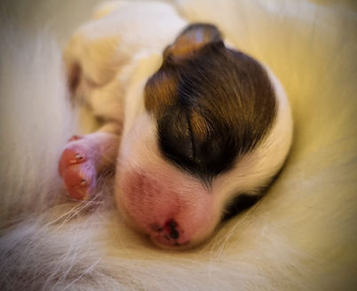 Kuscheln Tag 7.jpg