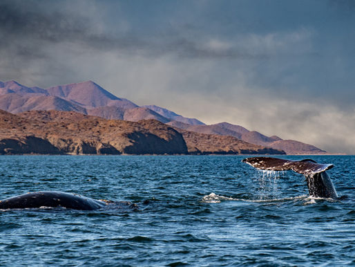 An image of Patagonia for an article by Sarah Gordon about 'A Patagonia cruise to the end of the world'