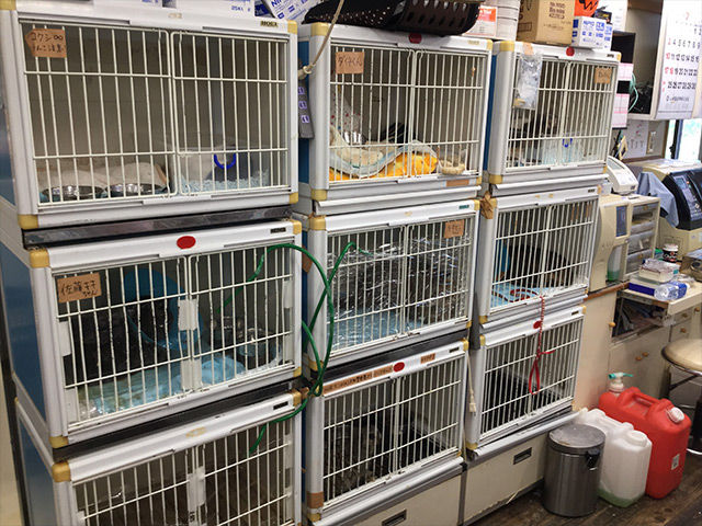 入院・お預かり室
