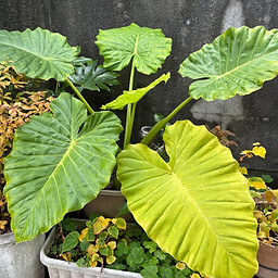 シニアクラブハウスまいん