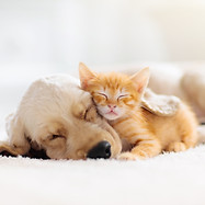 犬と猫のお昼寝