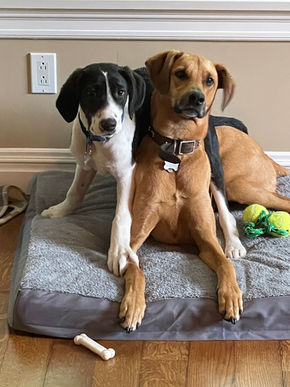 Jello and Ziggy, rescue dogs sharing a tender moment. Offering dog walking, pet care, and pet sitting services.