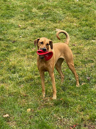 Rescue dog Jello is OBSESSED with playing frisbee. 