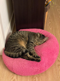 Rescue cat Jacks enjoying a peaceful nap after playtime. 