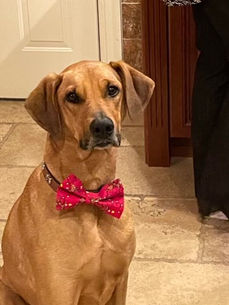 Rescue dog Jello is dressed to impress. Bowtie, adorable face, she's a show stealer.