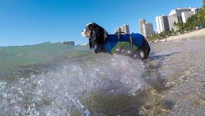 How to Travel With Your Dog to Hawaii