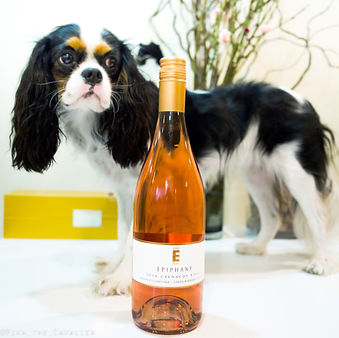 Puppy, cute, adorable, Pika, dog, Cavalier King Charles Spaniel, dog influecer, wine, wine review, joke, funny