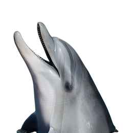 Extension Consultation _edited_edited.pn