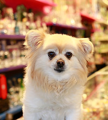 Gathering Glass Designs dog