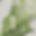 PLANT Image.jpg
