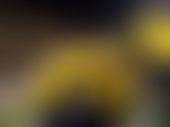 Emoción en Cuenca por la goleada 3-0 de Ecuador sobre Bolivia en el amistoso