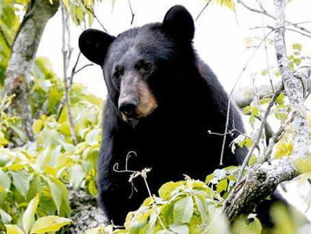 Graban cómo un oso salta más de 2 metros desde el porche de una casa a un árbol