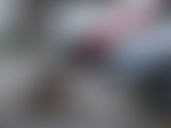 Un puma silvestre deambula por las calles de Santiago de Chile en plena cuarentena por el coronaviru