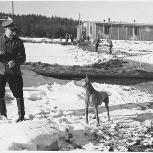 İki Köpeğin Anlatılmamış Hikâyesi*