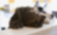 Two dogs_edited.jpg