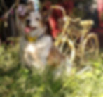 IMG_20161106_121633341_edited_edited