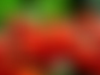 Sommerfrische: Tomaten und der süß-saure Geschmack – Teil 1