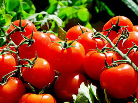 Sommerfrische: Tomaten und der süß-saure Geschmack – Teil 1