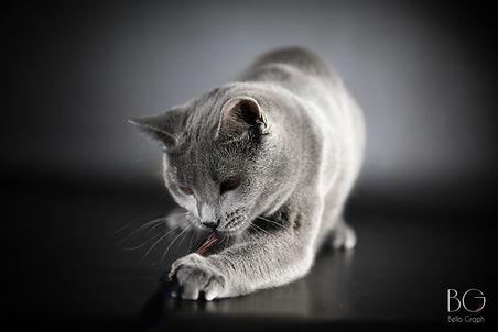 chartreux