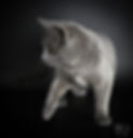 le club du chat des chartreux association éleveurs