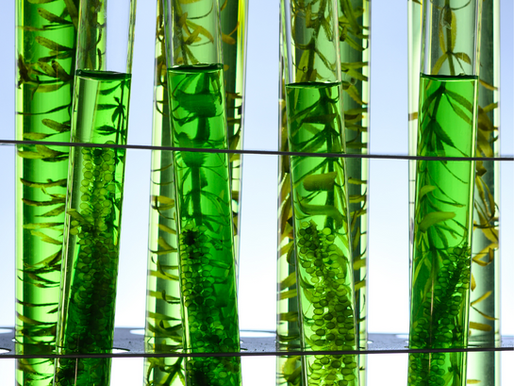 The Use of Algae as a Biofuel... in Space?